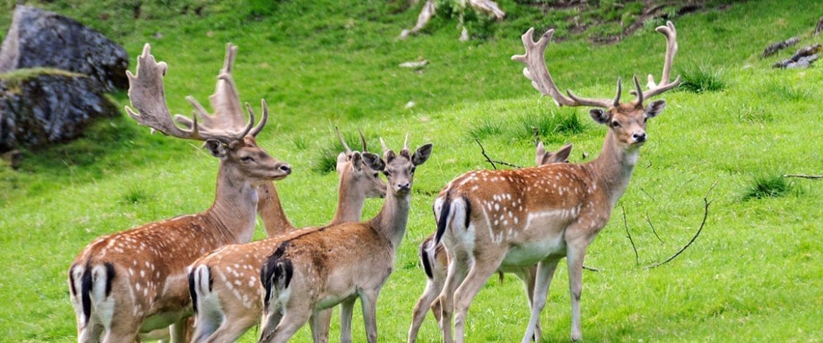 Ausflugsziel Wildpark Untertauern 1