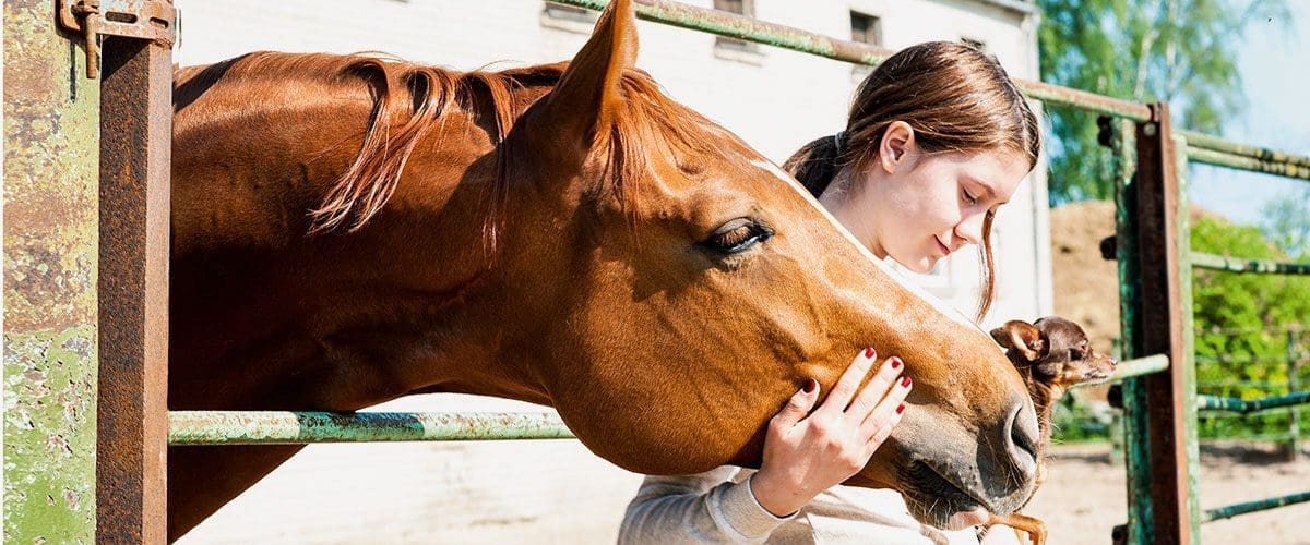 Reiten Pferdesport Shutterstock 1